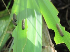 Rhadinoceraea micans