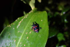 Cactophagus duplocinctus