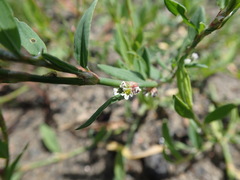 Polygonum aviculare