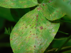 Stemphylium sarciniforme