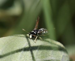 Stenodynerus blandus