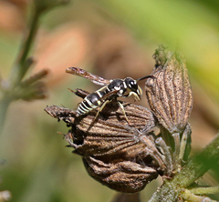 Stenodynerus blandus