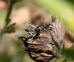 Stenodynerus blandus