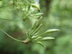 Chaerophyllum temulum