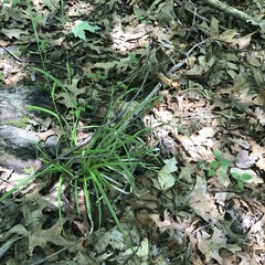 Carex debilis debilis