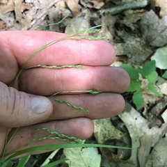 Carex debilis debilis