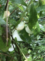 Exobasidium vaccinii