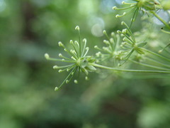 Chaerophyllum temulum