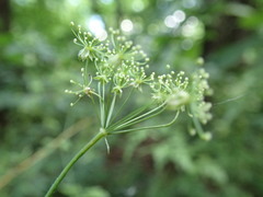 Chaerophyllum temulum