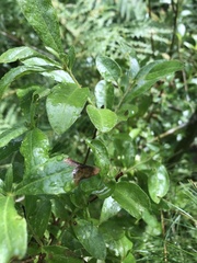 Exobasidium vaccinii