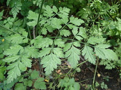 Chaerophyllum temulum