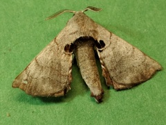 Apatelodes torrefacta