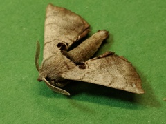 Apatelodes torrefacta