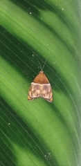 Hemerophila