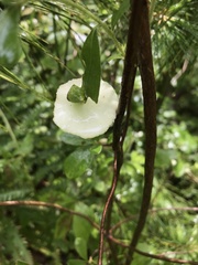 Exobasidium vaccinii