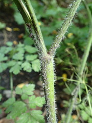 Chaerophyllum temulum