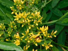 Hypericum elegans