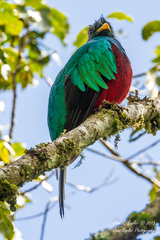 Pharomachrus mocinno costaricensis