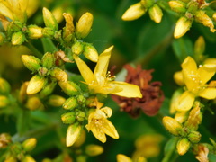 Hypericum elegans