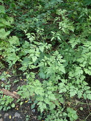 Chaerophyllum temulum