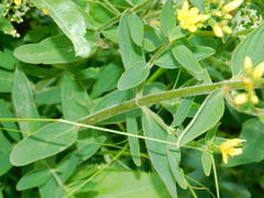 Hypericum elegans