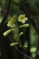 Anemopaegma prostratum