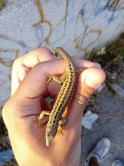 Podarcis siculus