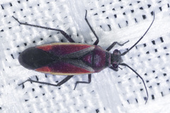Lopidea marginata