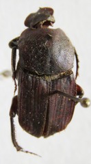 Eurysternus caribeus