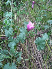 Convolvulus althaeoides althaeoides