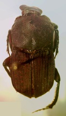 Eurysternus caribeus