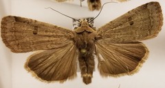 Abagrotis
