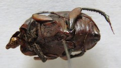 Eurysternus caribeus