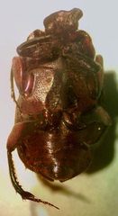 Eurysternus caribeus