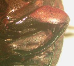 Eurysternus caribeus