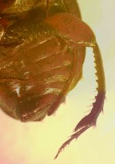 Eurysternus caribeus