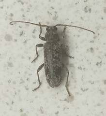 Trichoferus griseus