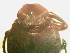 Eurysternus caribeus