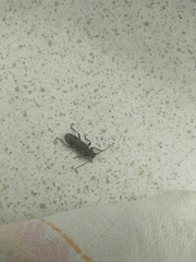 Trichoferus griseus