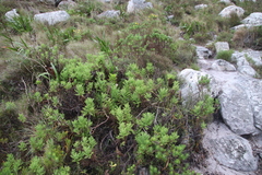 Arctotis aspera aspera