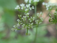 Chaerophyllum temulum