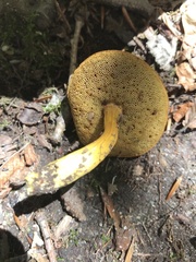 Aureoboletus roxanae