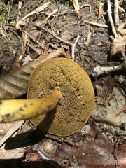 Aureoboletus roxanae