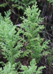 Arctotis aspera aspera