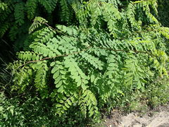 Robinia pseudoacacia