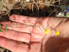 Physaria recurvata