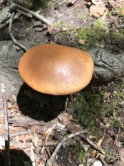 Aureoboletus roxanae
