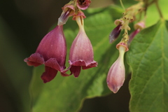 Fridericia samydoides