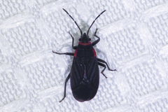 Melacoryphus rubicollis