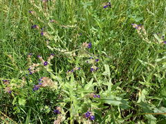 Anchusa officinalis